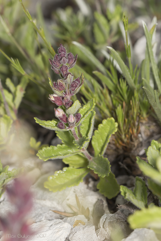 Image of Teucrium chamaedrys specimen.