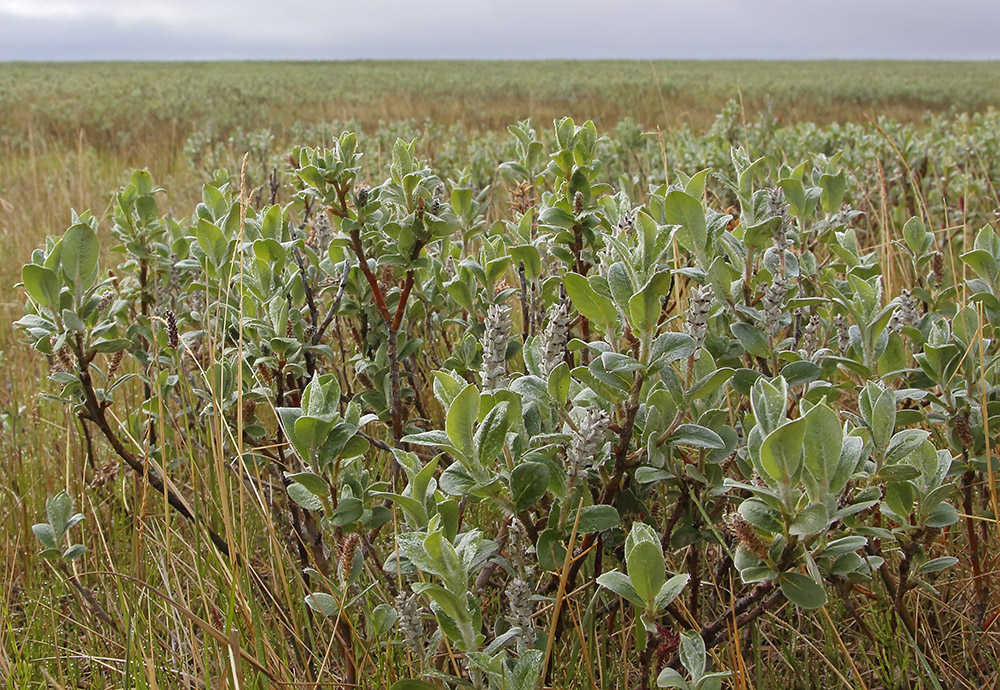 Image of genus Salix specimen.