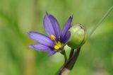 Sisyrinchium septentrionale