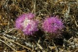 Carlina gummifera