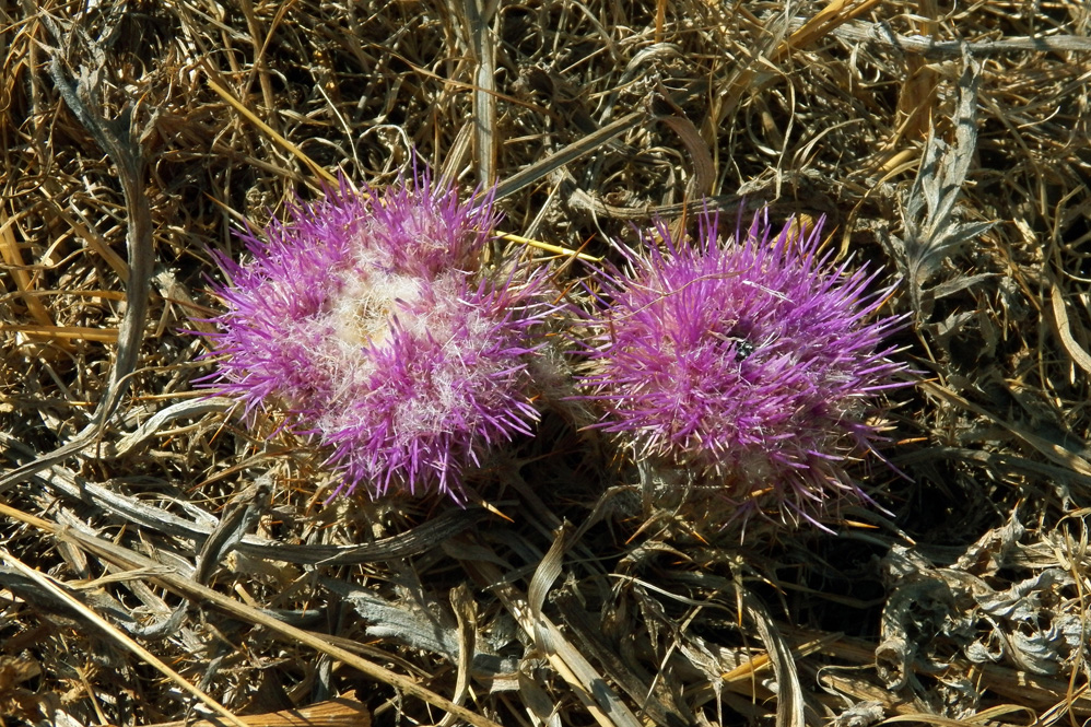 Image of Carlina gummifera specimen.