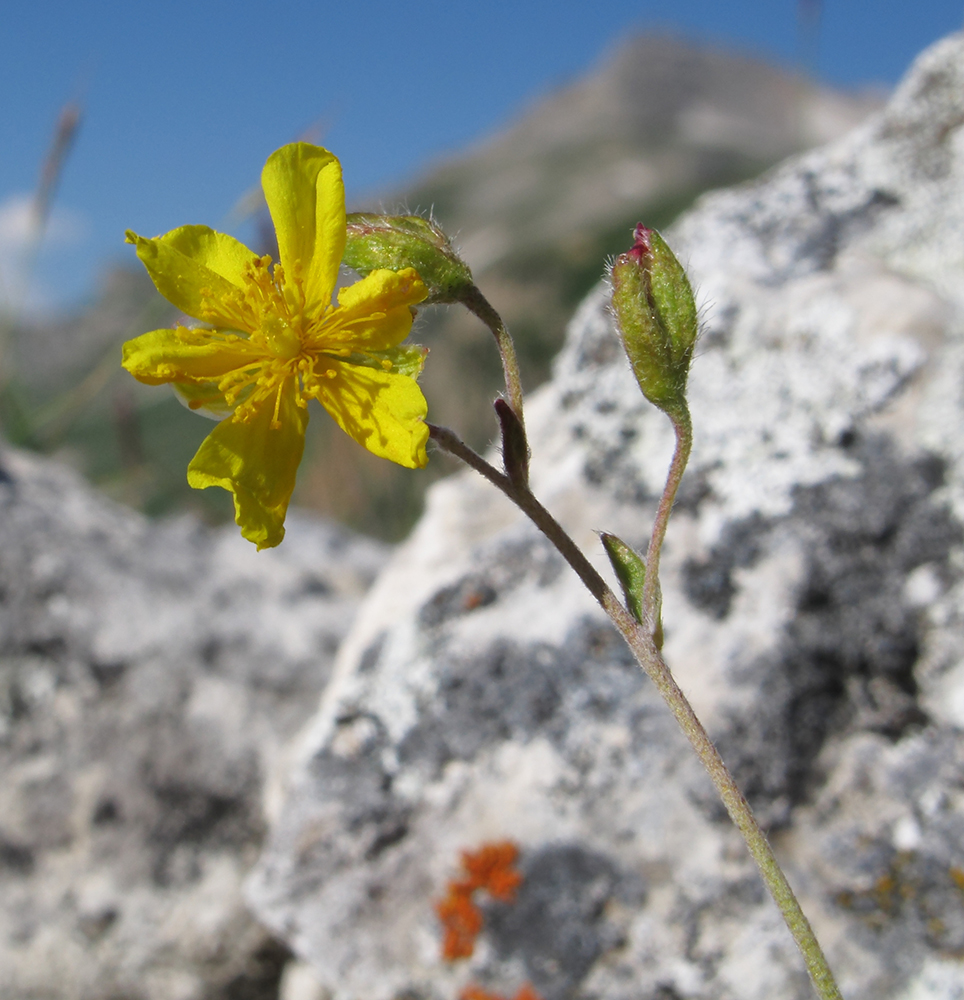 Image of Helianthemum buschii specimen.