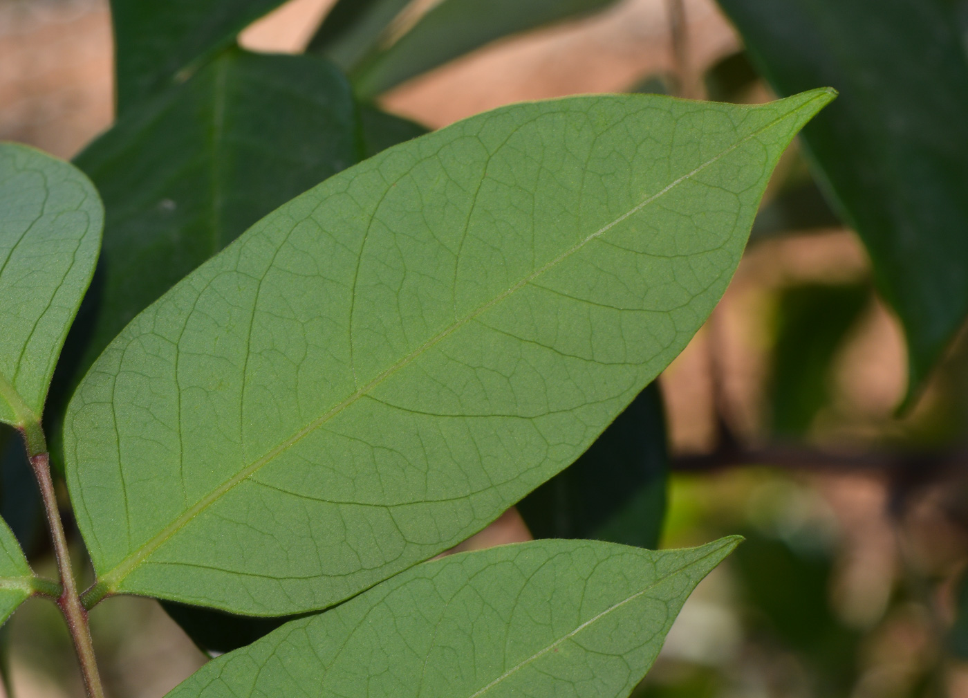 Image of Averrhoa carambola specimen.