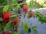 Ruttya fruticosa. Ветви с соцветиями. Австралия, г. Брисбен, ботанический сад. 21.08.2016.