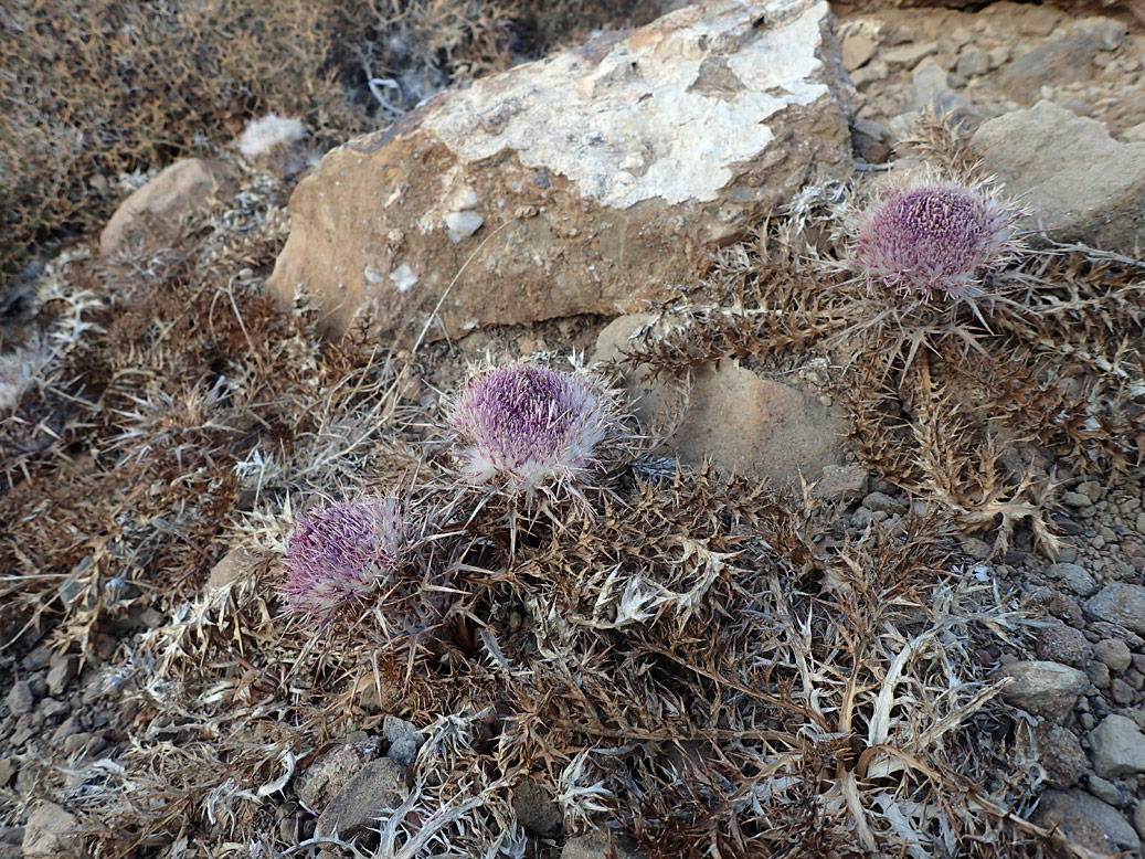 Image of Carlina gummifera specimen.