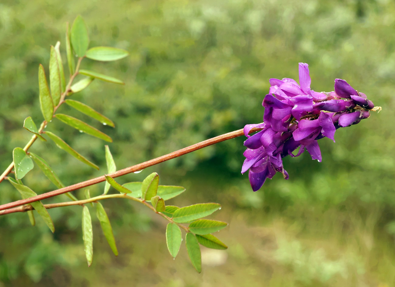 Изображение особи Hedysarum alpinum.