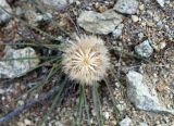 Scorzonera radiata. Плодоносящее растение. Магаданская обл., окр. г. Магадан, мр-н Солнечный, щебнистый склон сопки. 05.08.2016.