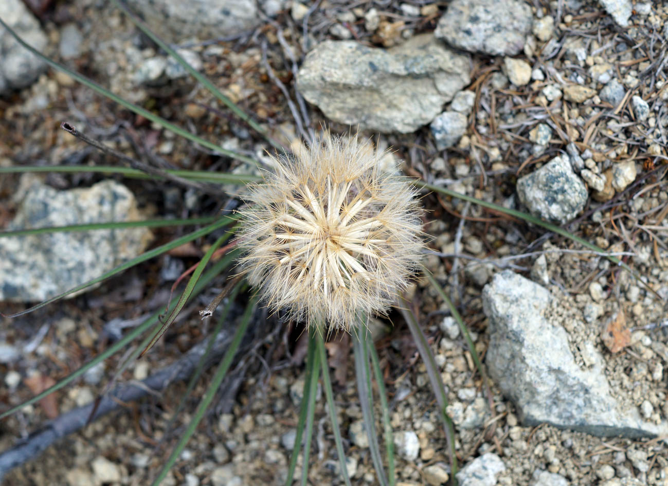 Image of Scorzonera radiata specimen.