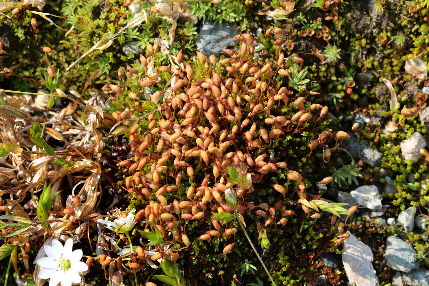 Image of genus Bryum specimen.