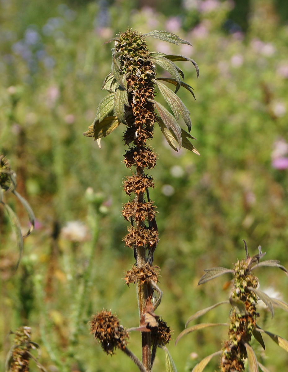 Image of Leonurus quinquelobatus specimen.