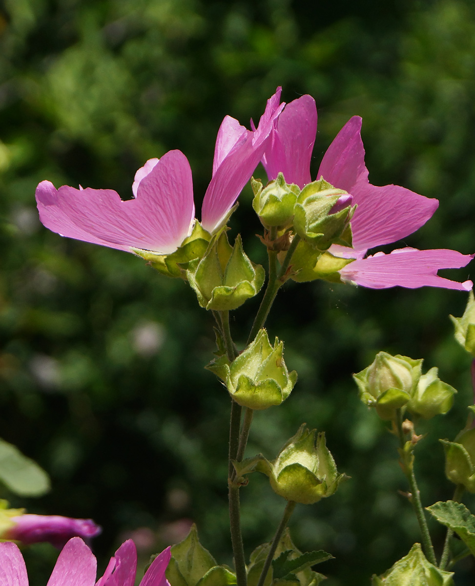Image of Malva thuringiaca specimen.