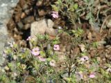 Chamaerhodos erecta