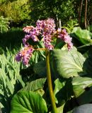 Bergenia crassifolia