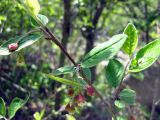 Cotoneaster