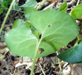 Asarum intermedium