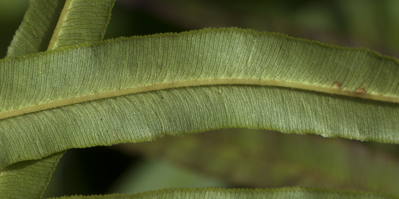 Изображение особи Pteris vittata.