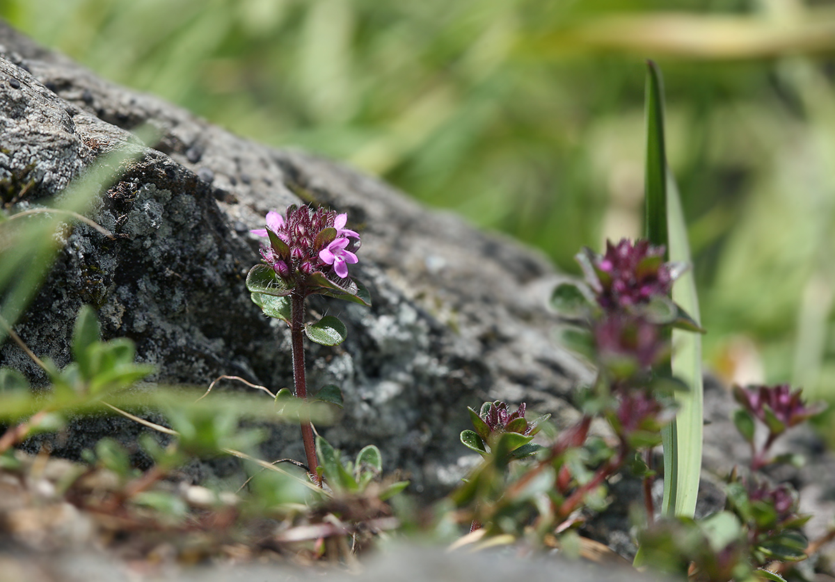 Изображение особи Thymus pulcherrimus ssp. sudeticus.