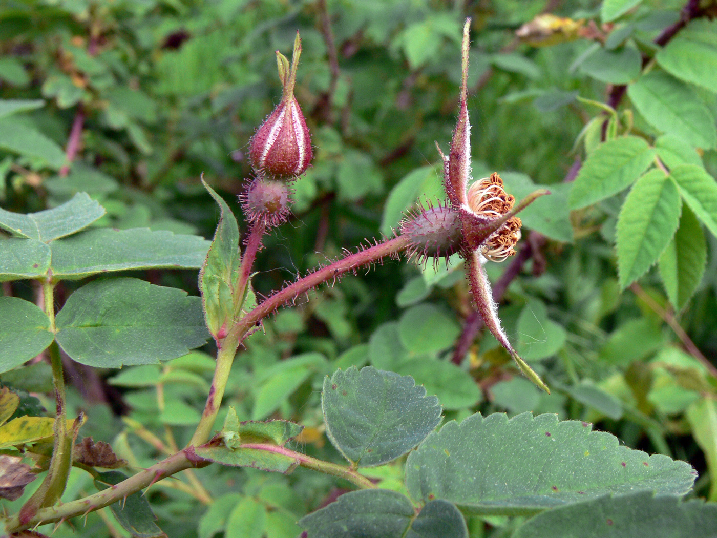 Изображение особи Rosa acicularis.