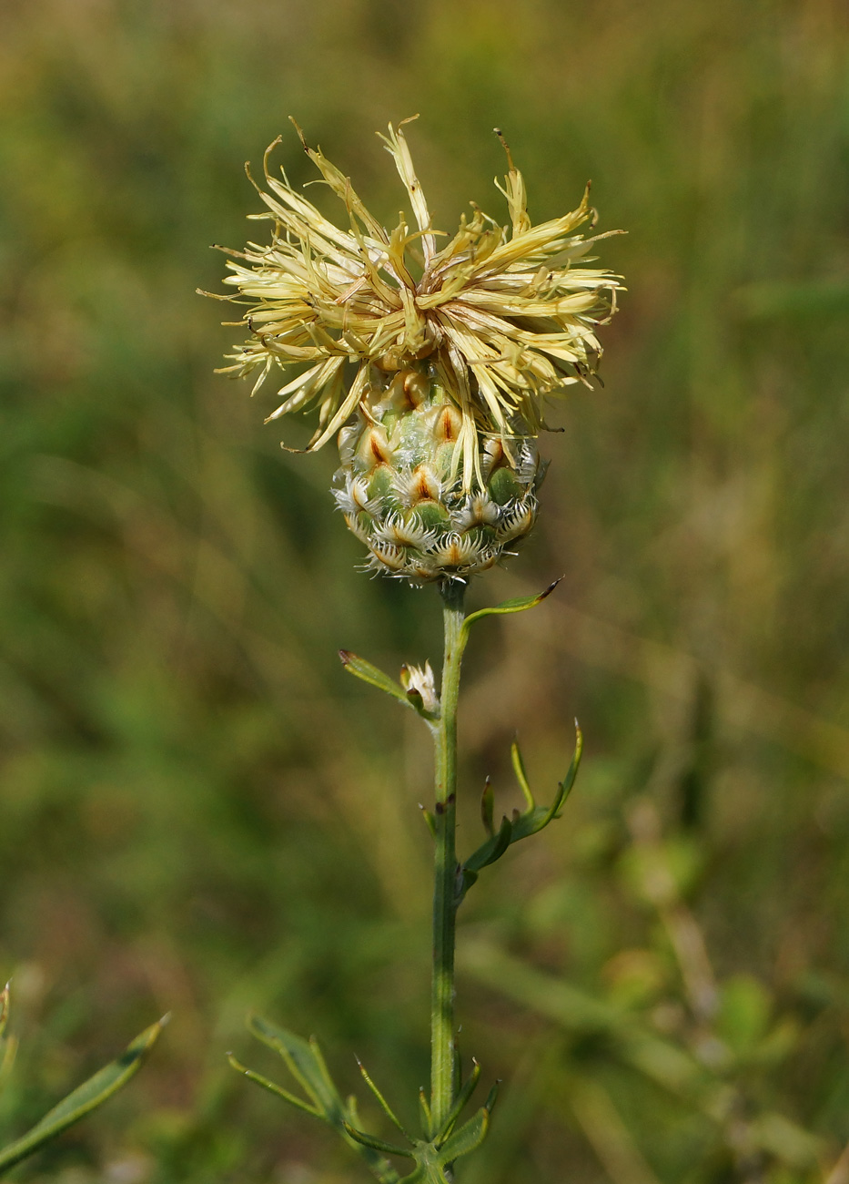 Image of Centaurea orientalis specimen.