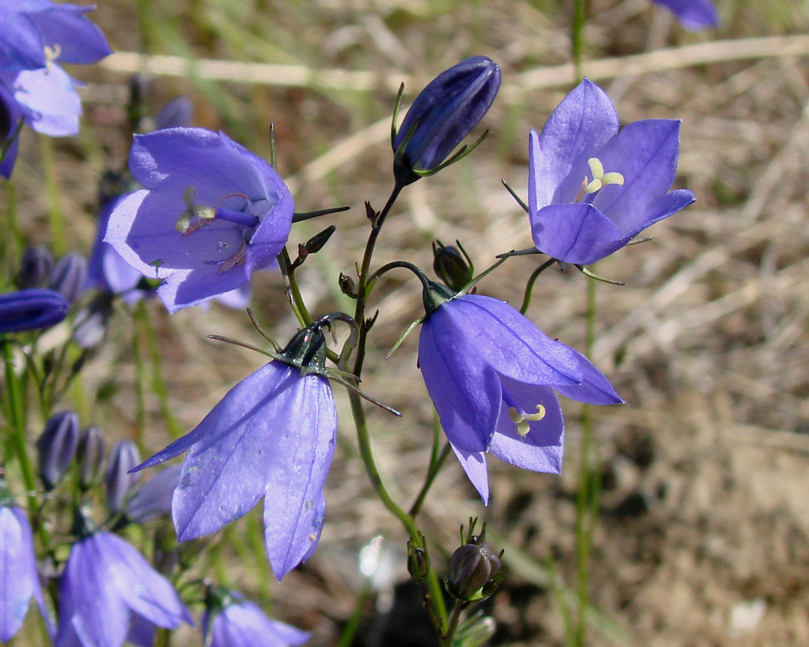 Image of Campanula rotundifolia specimen.