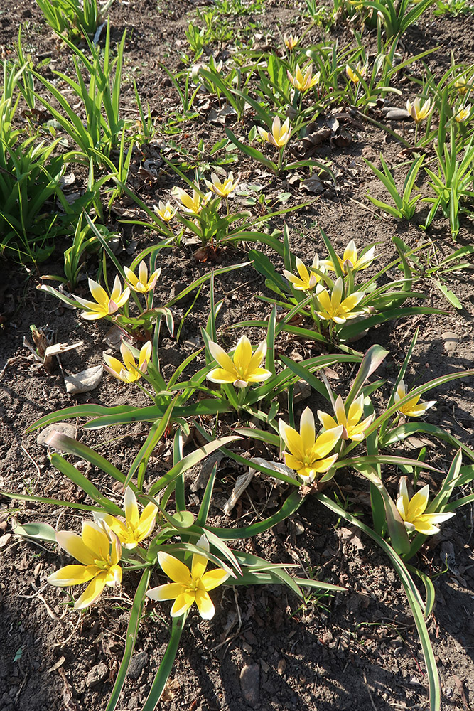 Image of Tulipa tarda specimen.