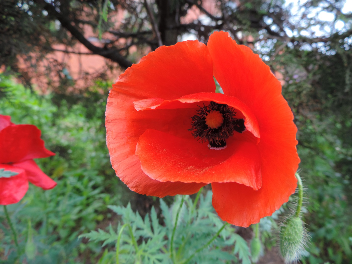 Image of Papaver rhoeas specimen.