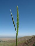 Phleum phleoides. Верхушка цветущего растения. Казахстан, Западный Тянь-Шань, Киргизский хр., ущ. Мерке, ≈ 1400 м н.у.м., луг на пологом склоне сев. экспозиции. 25 мая 2018 г.