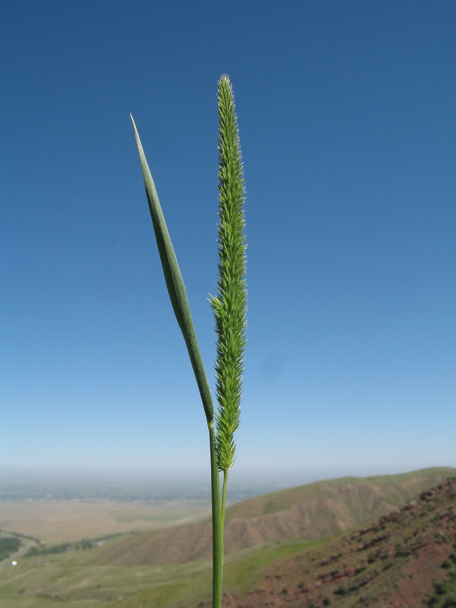 Изображение особи Phleum phleoides.