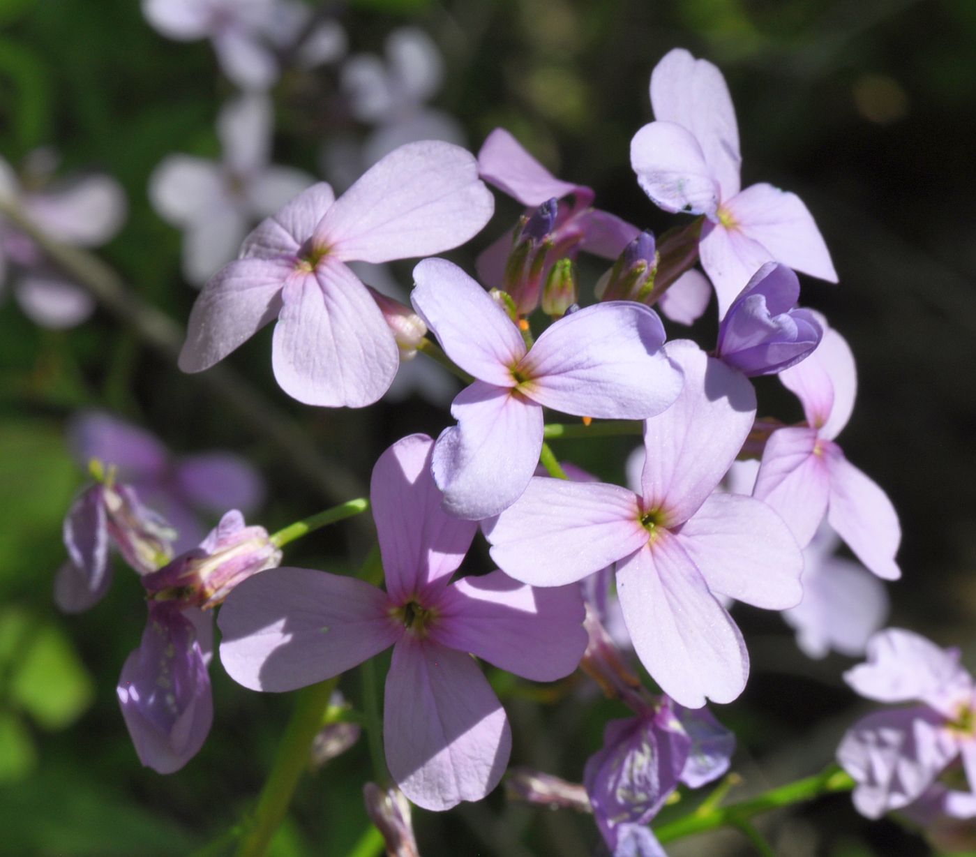 Image of Hesperis matronalis specimen.