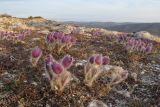 Pulsatilla taurica. Цветущие растения. Крым, Севастополь, окр. с. Терновка, скалы Кара-Коба. 09.03.2019.