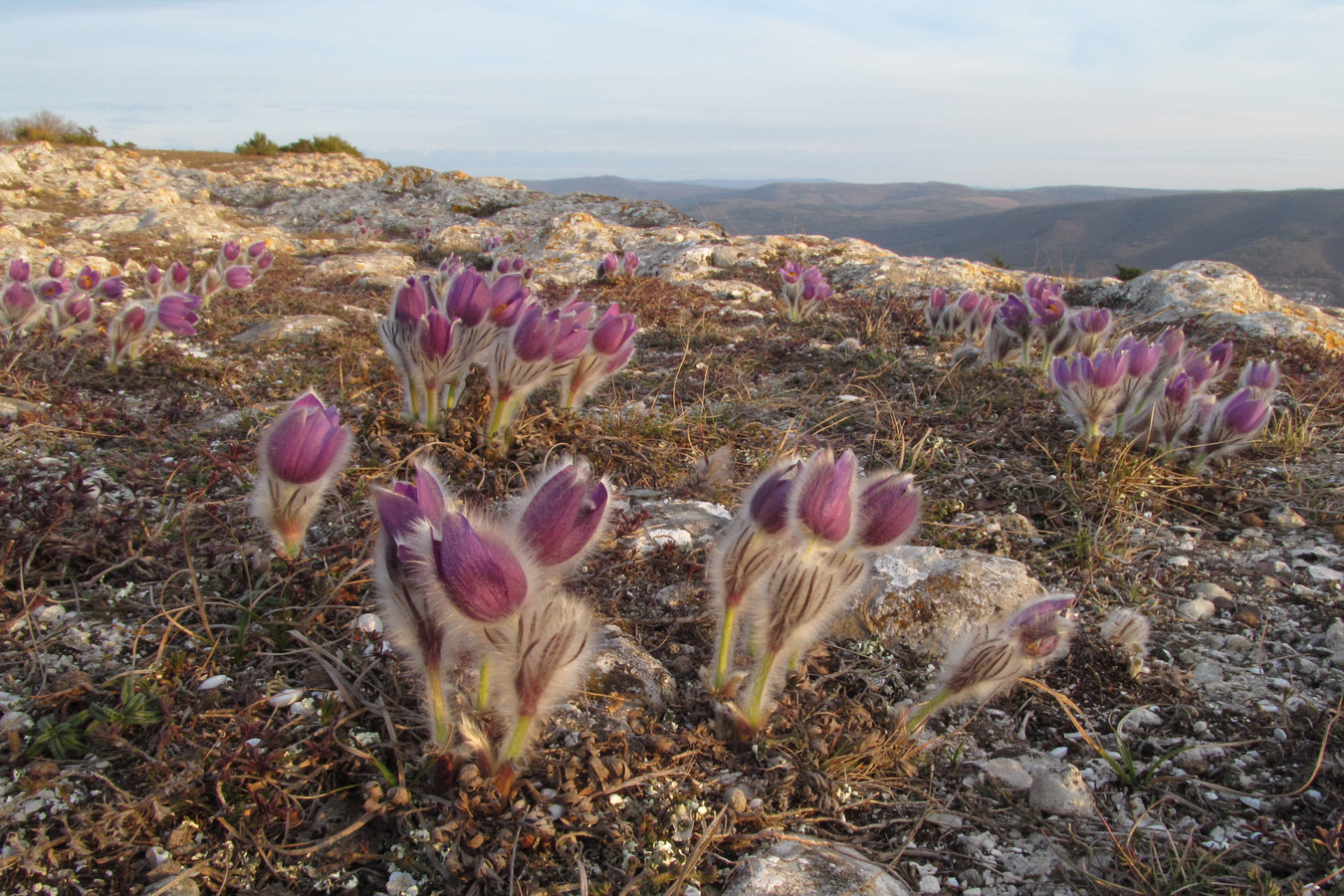 Image of Pulsatilla taurica specimen.