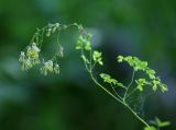 Thalictrum minus