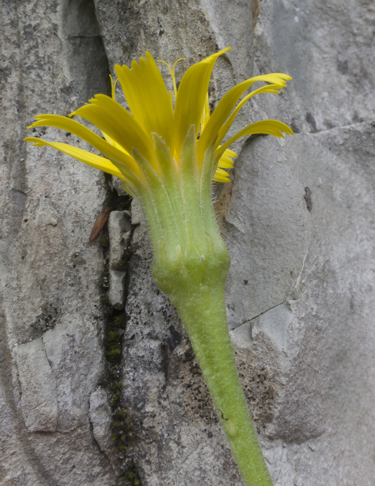 Image of Leontodon hispidus ssp. hastilis specimen.