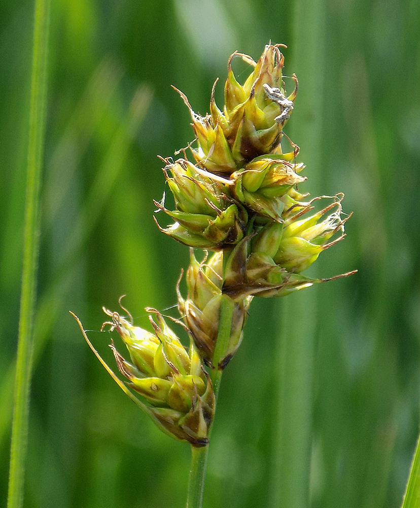 Изображение особи Carex otrubae.