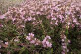 Thymus comptus