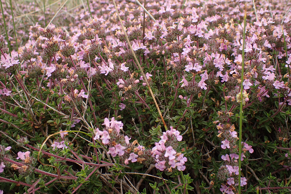 Изображение особи Thymus comptus.