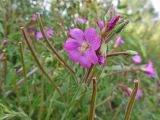 Epilobium hirsutum. Цветок, бутоны и созревающие плоды. Медведевский р-н, берег р. Шоя. 17.08.2018.