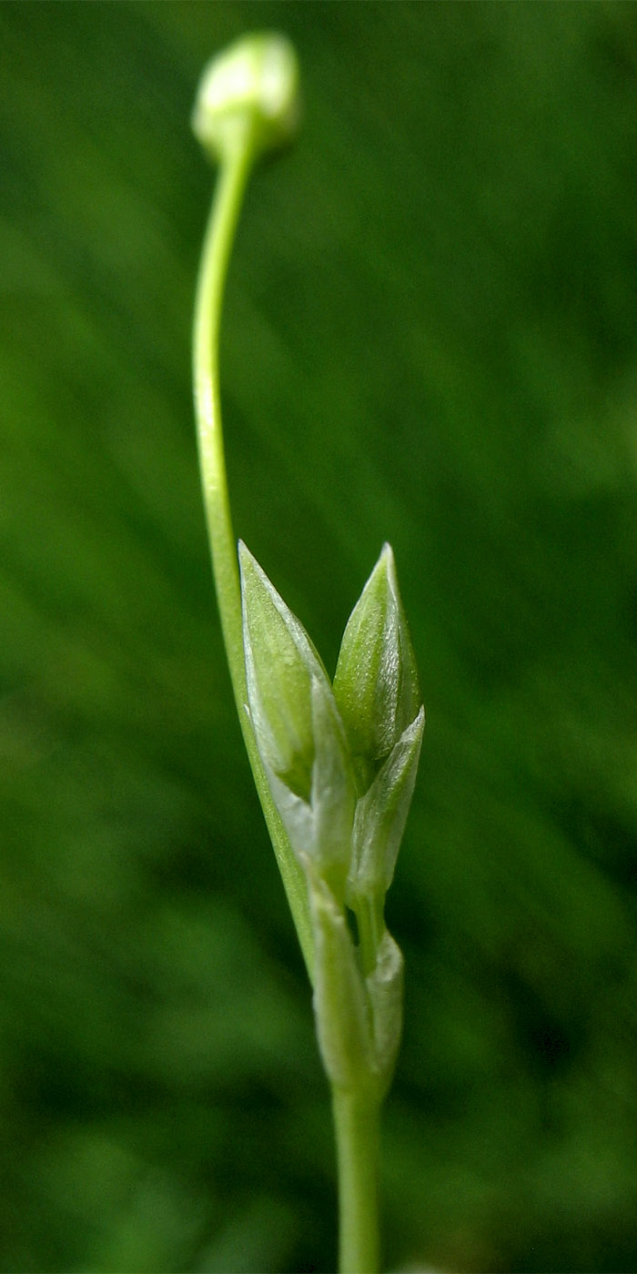 Изображение особи Stellaria palustris.