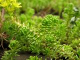 Sedum sexangulare. Вегетативные побеги. Украина, Закарпатская обл., г. Виноградов, на заброшенных железнодорожных путях. 21 июня 2010 г.