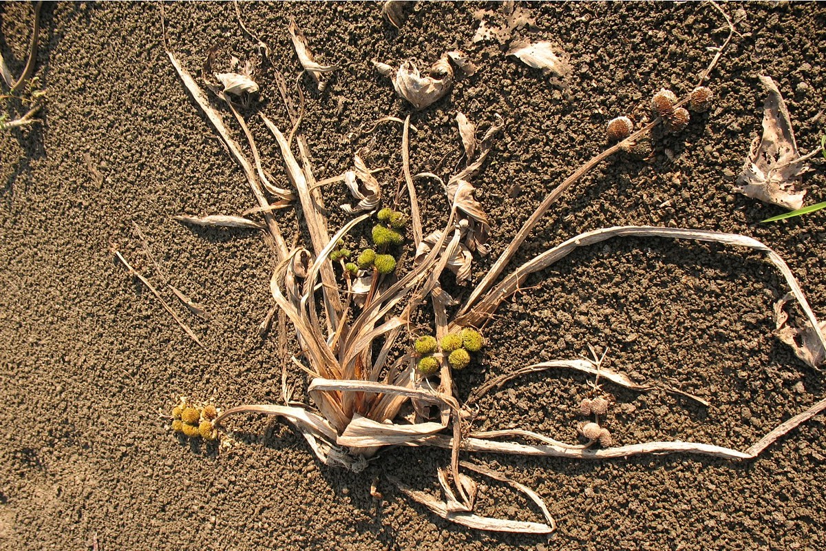 Image of Sagittaria sagittifolia specimen.