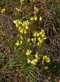 Linaria vulgaris. Верхушки побегов с соцветиями. Московская обл., Шатурский р-н, долина р. Поля, залежь. 18.08.2018.