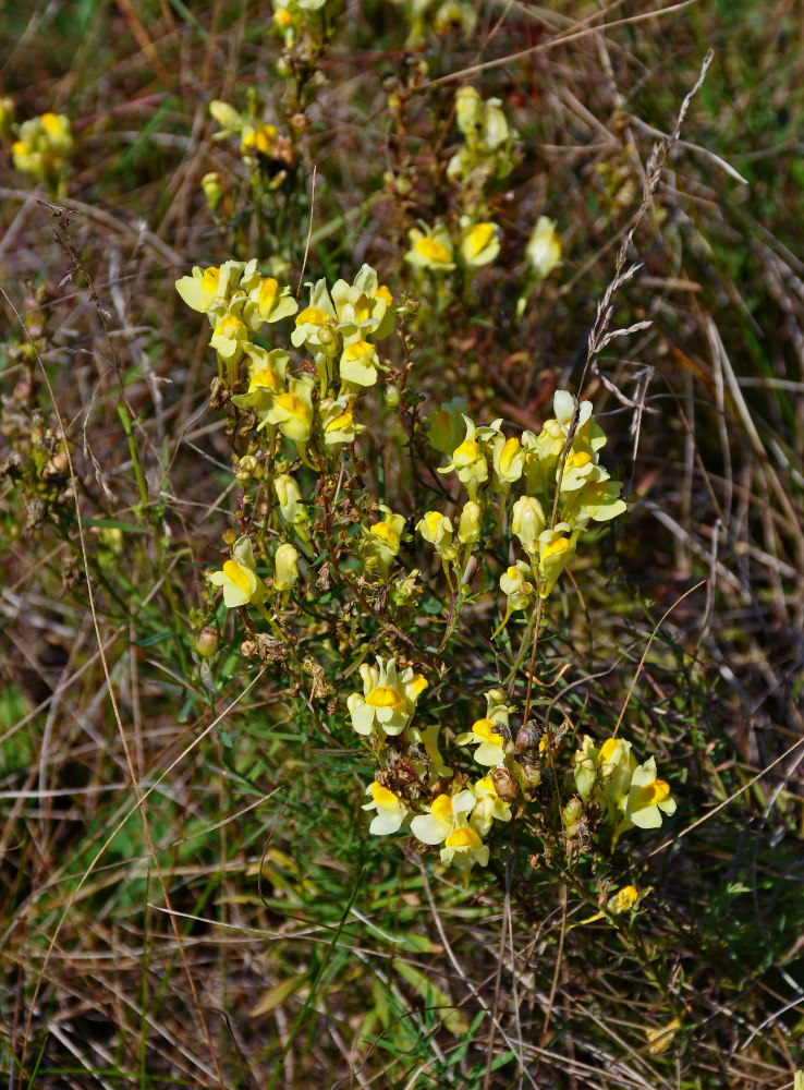 Изображение особи Linaria vulgaris.