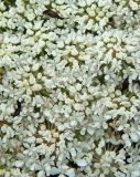 genus Seseli. Часть соцветия с кормящимися жуками-горбатками. Черногория, муниципалитет Будва, окр. пос. Милочер, гора Челобрдо, монастырь Прасквица, сорное. Июль 2018 г.