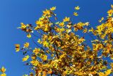 Platanus &times; acerifolia