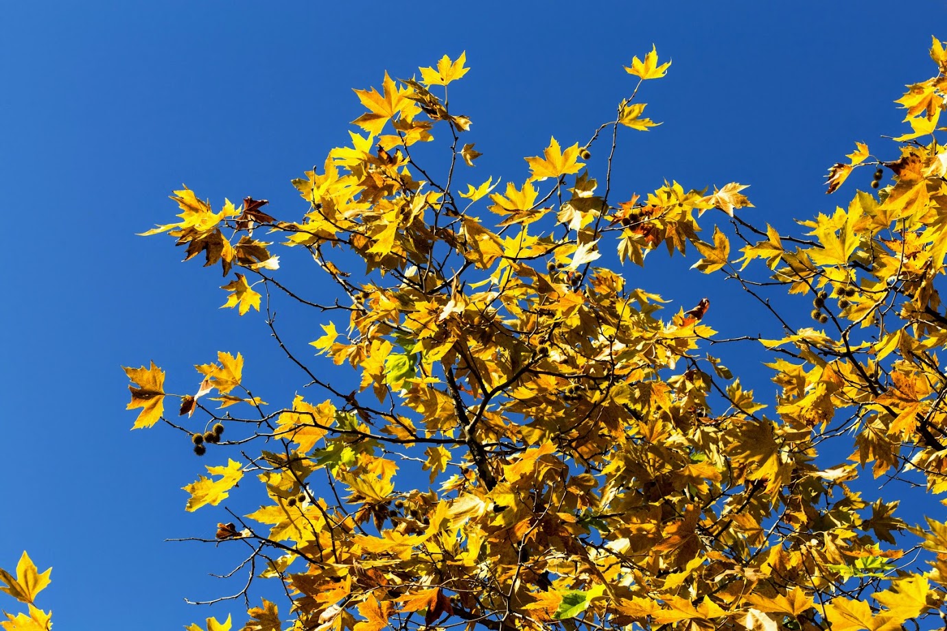 Image of Platanus &times; acerifolia specimen.