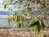 Salix pentandra. Ветвь с листьями, принимающими осеннюю окраску. Санкт-Петербург, Кронштадтский р-н; о-в Котлин, к ЮЗ от форта \"Шанец\", побережье Финского зал., береговой вал. 21.10.2018.