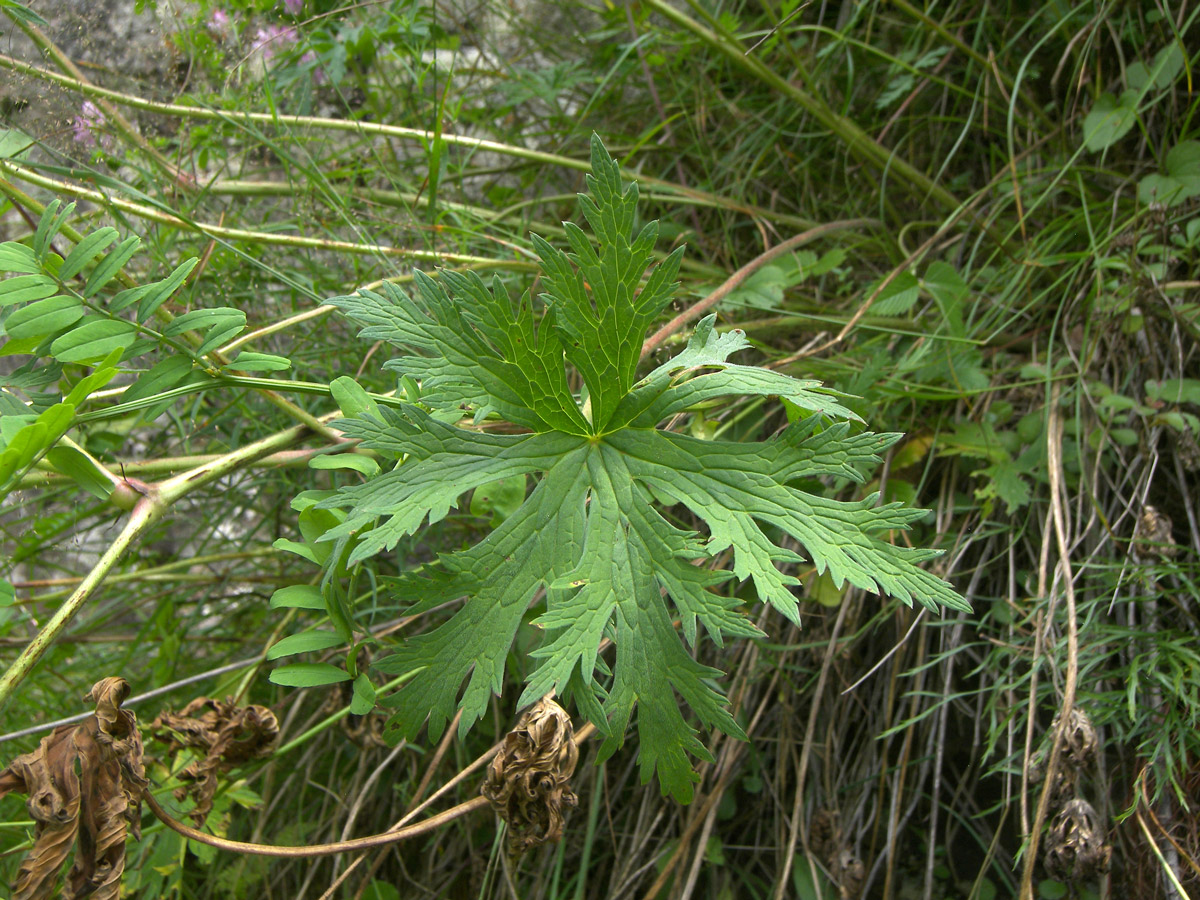 Image of Geranium kemulariae specimen.