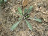 genus Picris