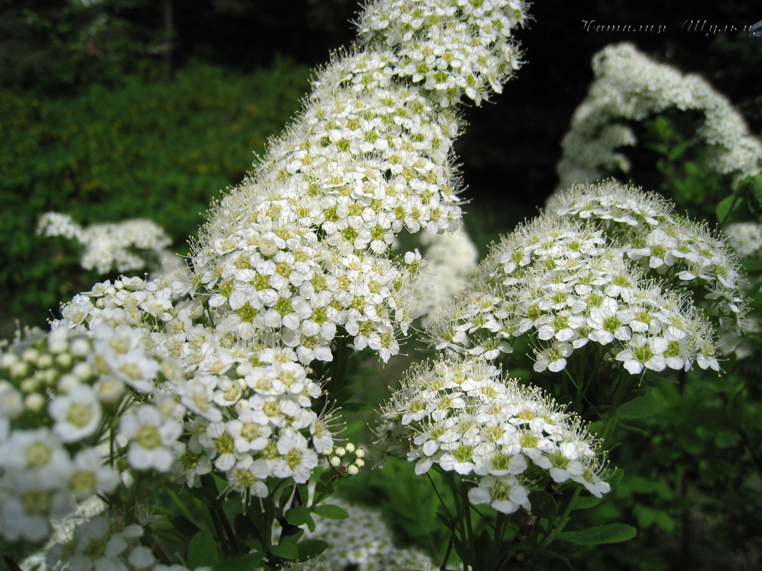 Image of Spiraea media specimen.