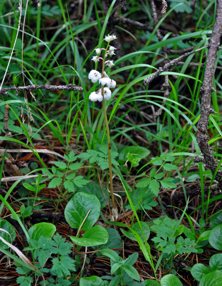 Image of Pyrola rotundifolia specimen.